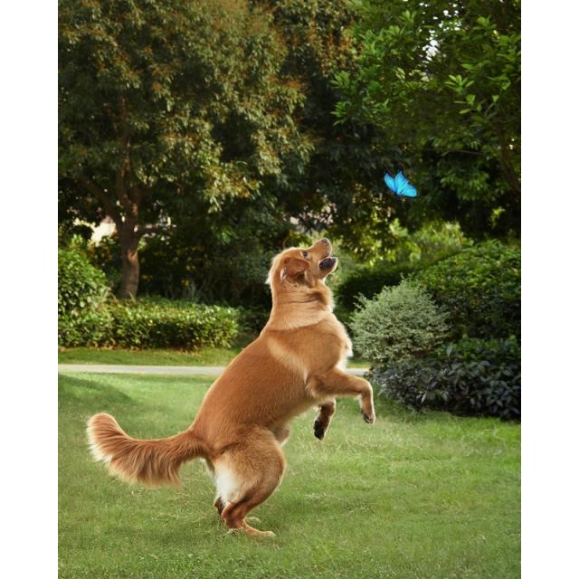 Eufy - Solocam S40 Caja Cámara de seguridad IP Interior y exterior 2048 x 1080 Pixeles Pared