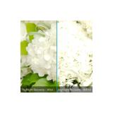 Corel - AfterShot Pro 3 Editor gráfico Completo 1 licencia(s)